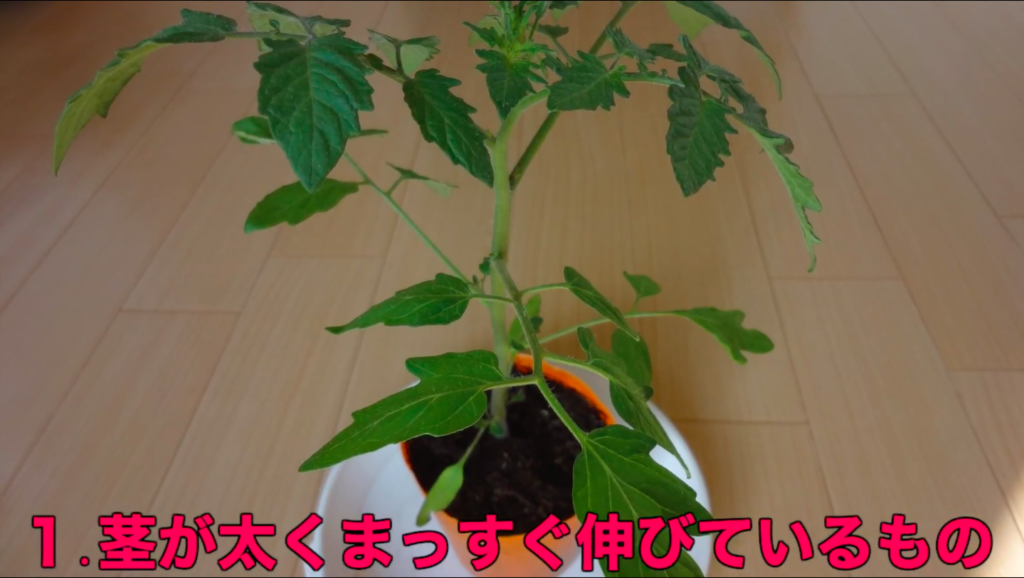 ミニトマト ７つの苗の選び方 プランター菜園 マッキーブログ
