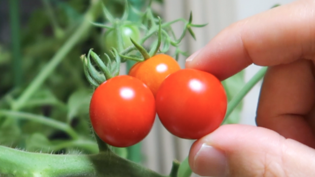 トマトの実が大きくならない 原因と対策あり マッキーブログ