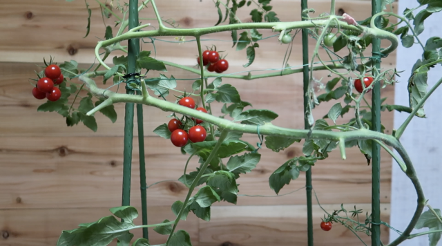 トマトの実が大きくならない 原因と対策あり マッキーブログ
